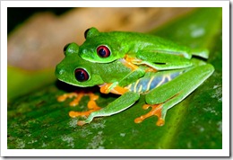 Red-eyed Tree Frogs - Brian Gratwicke